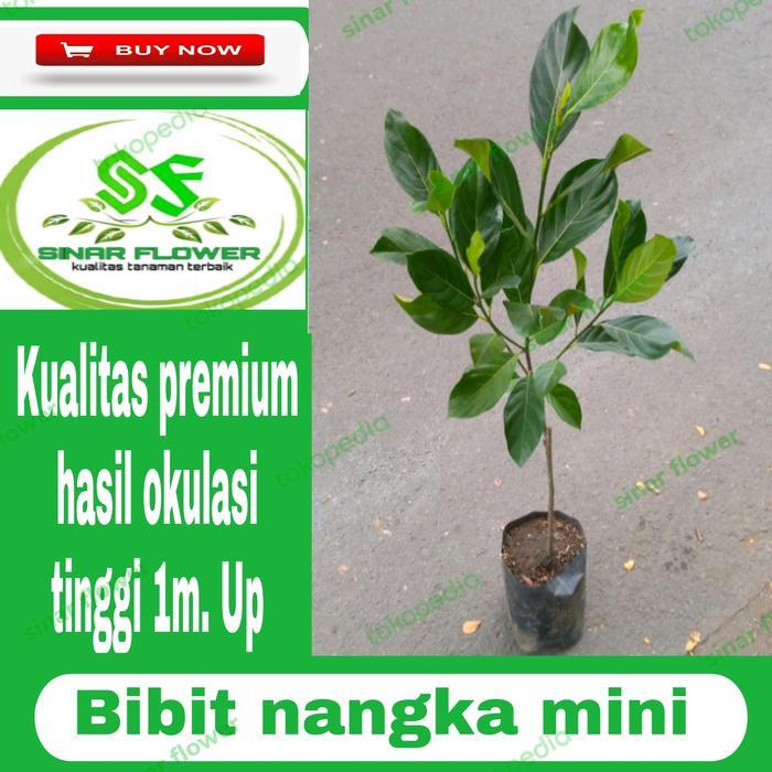 bibit nangka mini madu/bibit buah/pohon buah nangka