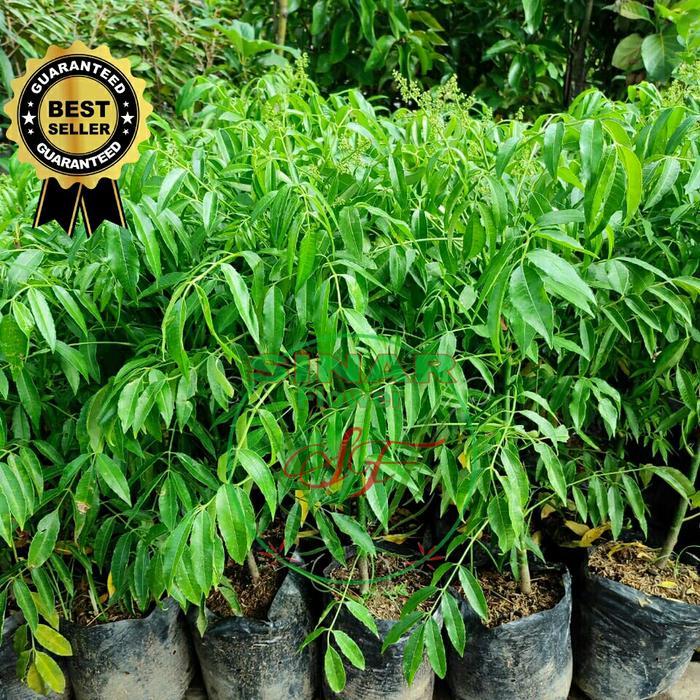 bibit pohon kedongdong /tanaman kedongdong rimbun