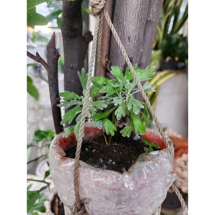 Benih Bibit Tanaman puyong Suci / Puyung Pu rong FuRong Ju pohon rezeki Menetralisir energi negatif