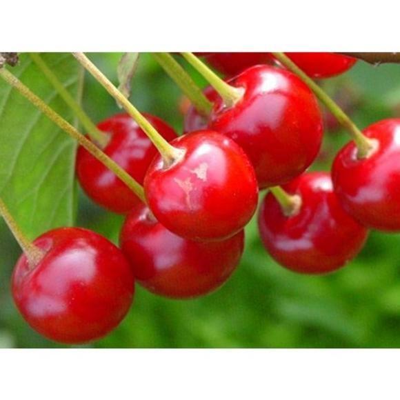 bibit Chery ceri cerry vietnam benih pohon tanaman buah buahan di SSSS