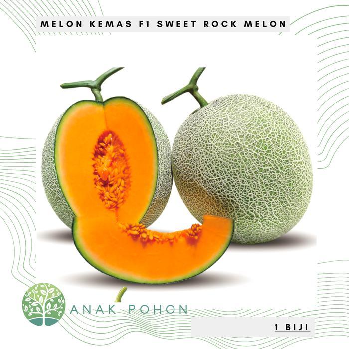 Growterra Farm MELON KEMAS F1 HIBRIDA SWEET ROCK MELON ORANGE SEED