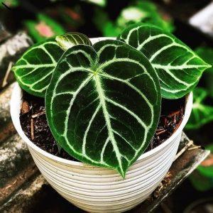 kuping gajah mangkok dorayaki