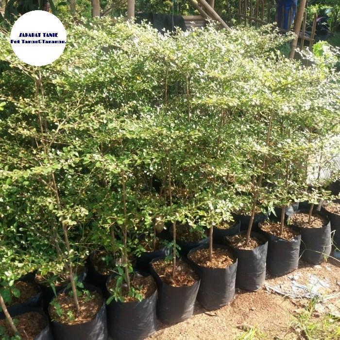 POHON KETAPANG KENCANA 1METER.