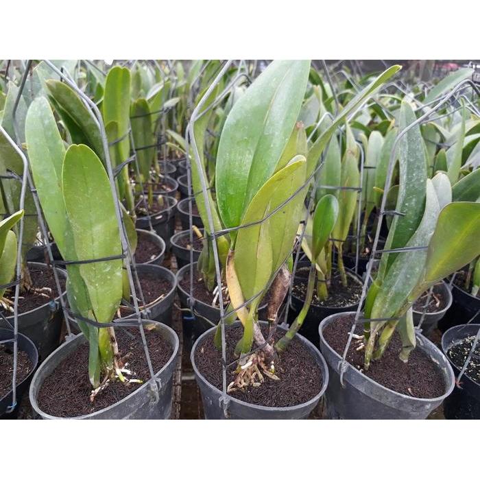 Cattleya Lc Chan Hsiu Jewel Gratis Ongkir