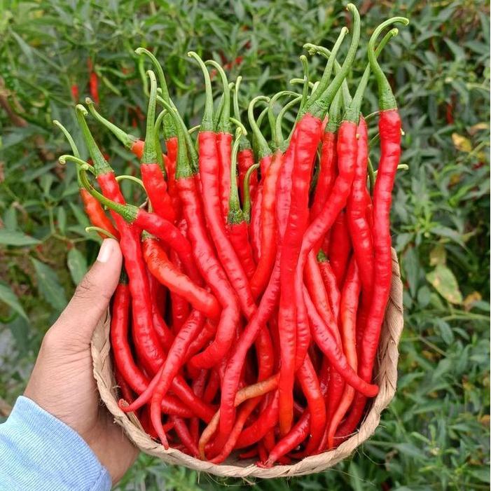 Najwa Gadget Tm 999 Benih Cabai Keriting F1 Bibit Cabai Keriting 10Gr