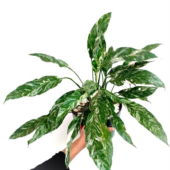 Peace lily domino var. / spathiphyllum domino