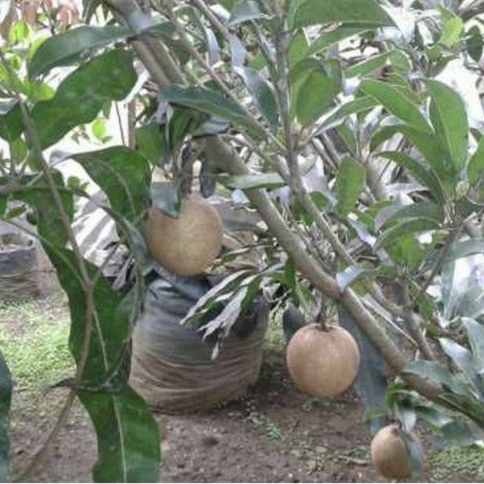 TANAMAN BUAH SAWO JUMBO SUDAH BERBUAH