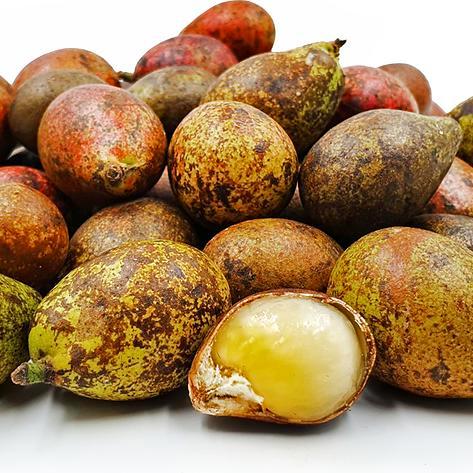 Bibit buah matoa tanaman matoa perpaduan 3 rasa rambutan, kelengkeng dan durian Terbaik