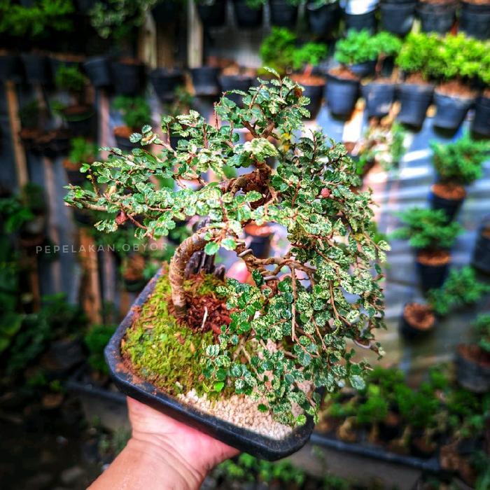 Serasiinspace Bonsai Ulmus Variegata Super Micro Sudah Jadi Siap Pajang Bonsai Imprort Chinese Elm