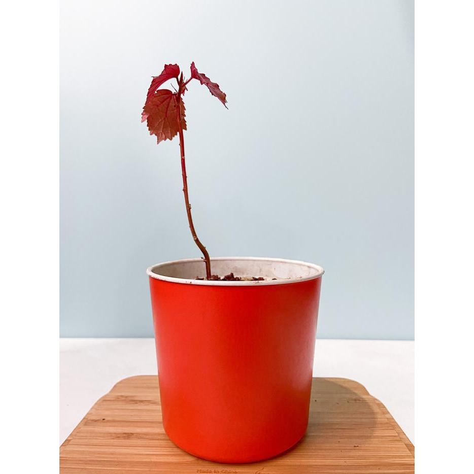 Javanese Red Maple - Bonsai Red Maple - Red Panama - Red Maple Lokal -