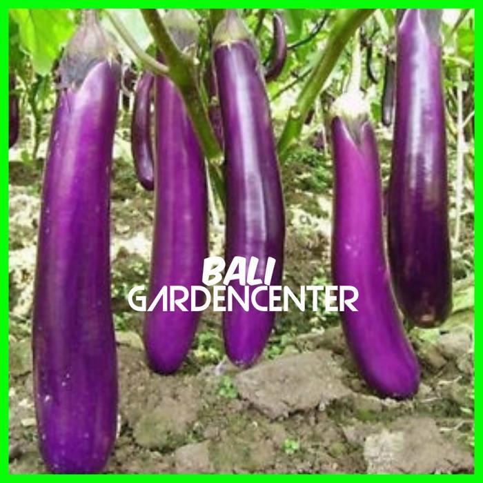 BENIH BIJI TERONG PANJANG UNGU - TERONG PANJANG UNGGUL