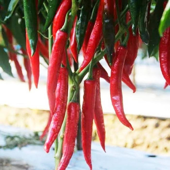 Sale Terlaris Isi 10 Butir) Benih Biji Cabe Merah Besar Pilar F1 (Tahan Panas) Panex Darmais