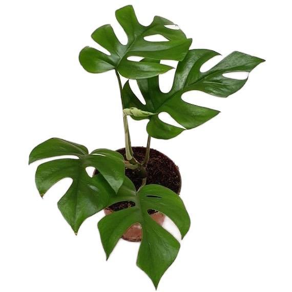 Tanaman hias monstera rhapidopora tetrasperma - monstera rhapidopora