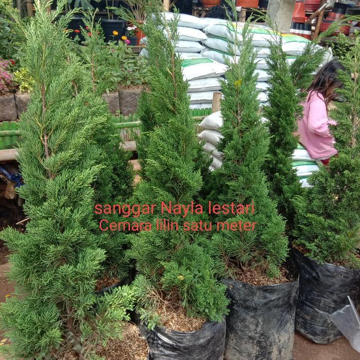 Tanaman hias Cemara lilin 1 meter
