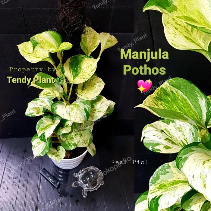 Sirih Gading Manjula,Manjula Pothos,Besar, turus+lumut hidup Tanaman