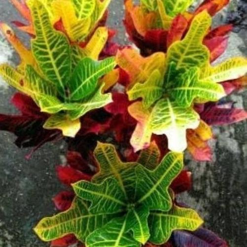 tanaman hias bunga puring dasi merah/pohon puring dasi merah