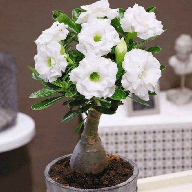 TANAMAN HIAS BUNGA ADENIUM TUMPUK PUTIH
