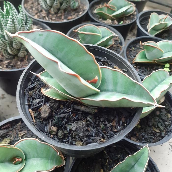DISKON sansevieria banana READY STOCK