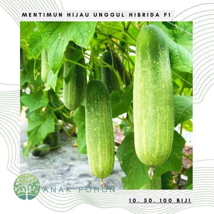 Growterra Farm BENIH / BIBIT / BIJI - MENTIMUN TIMUN HYBRID F1 - LOKAL