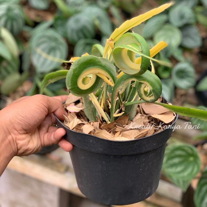 TANAMAN HIAS WIJAYA KUSUMA TANDUK VARIGATA - WIJAYA KUSUMA VARIGATA