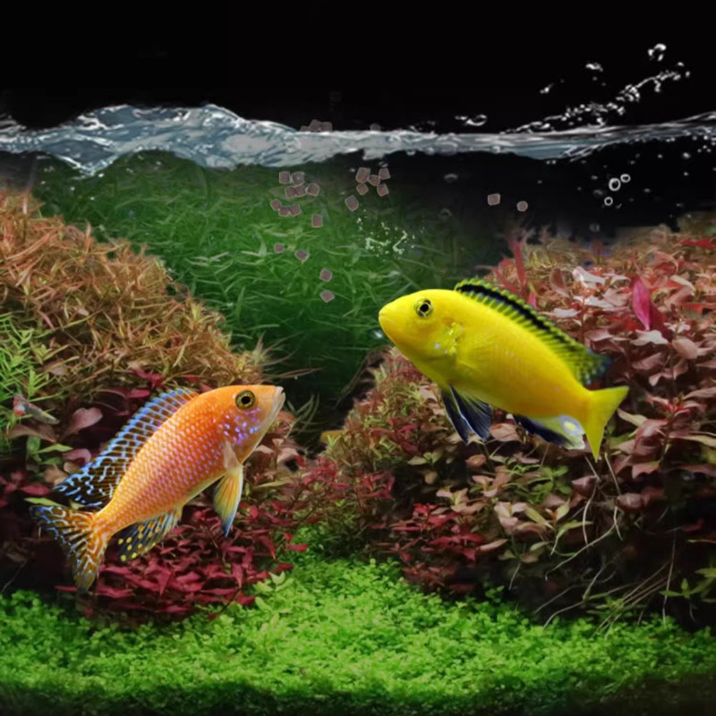 BESSN African Cichlid Food-Slow Sinking Color Enhancing Pellets for Mbuna,Frontosa&Tanganyika Fish-