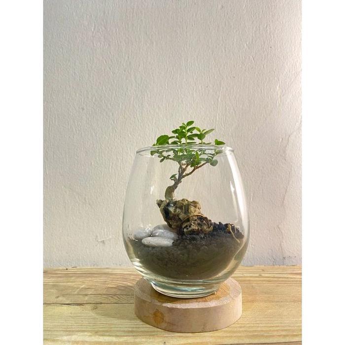 Paket Vas Kaca Terarium tanaman Bonsai sacang aesthetic Pajangan bunga mawar guci hiasan