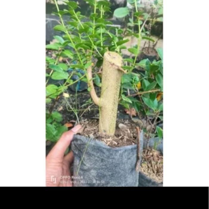 Bahan/Bibit bonsai Sancang Besar Batang Jempol tangan