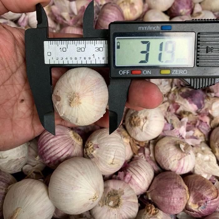 1Kg [Ukuran Jumbo 3Cm - 3,5Cm] Bawang Putih Tunggal Kualitas Bagus Pilihan [Bisa Cod] Bawang Lanang