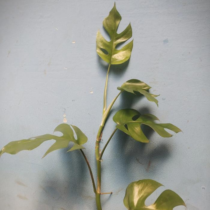 Tanaman Hias Monstera mini - Monstera Tetrasperma - Minima