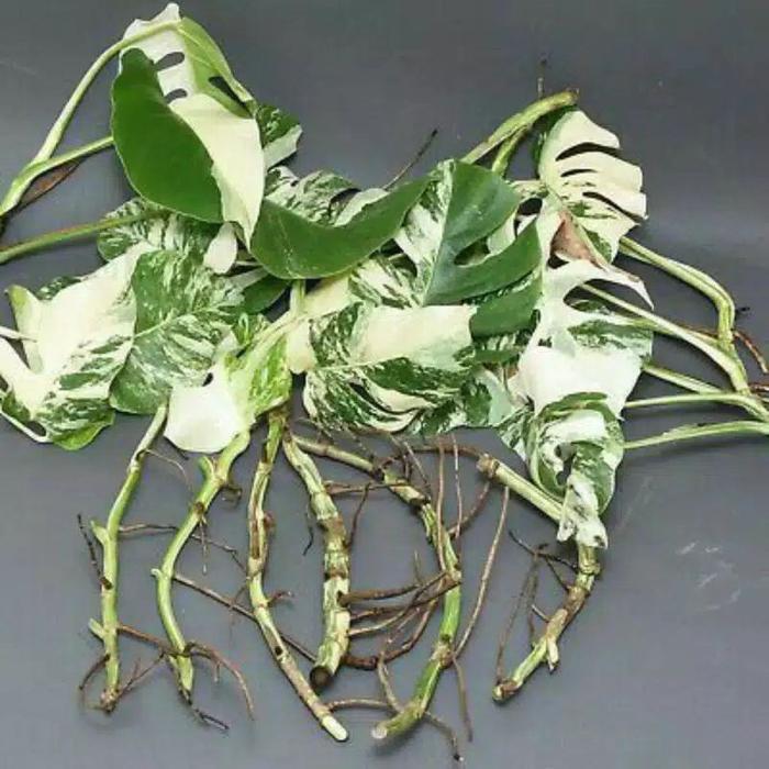 monstera deliciosa variegata -bibit bonggol monstera varigata Original