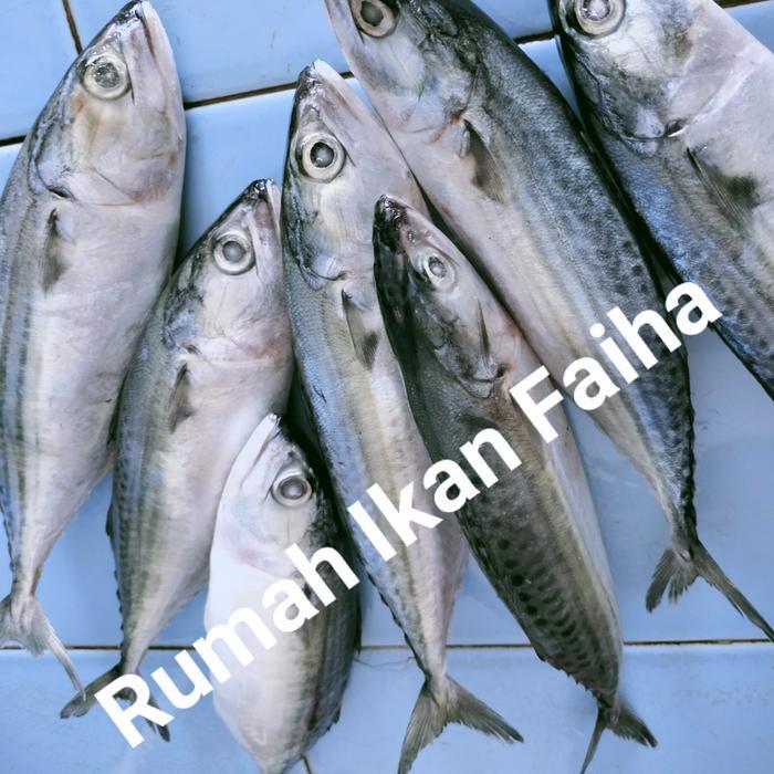 Ikan Kembung Banjar Segar Beku