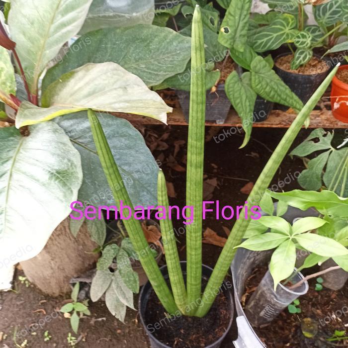 ASLI Sansevieria Cylindrica Bojer / Cylindrica Tombak/Cylindrica Patula READY STOCK