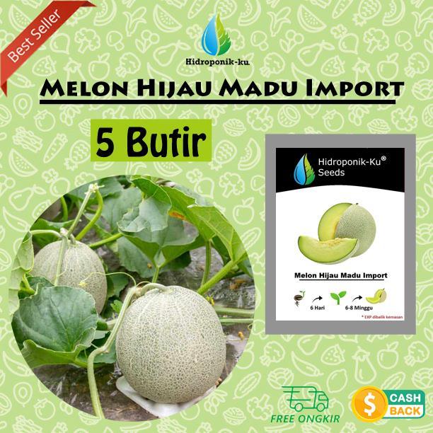 Bibit / Benih Melon Hijau Madu Import (5 Butir) - Hidroponik Ku