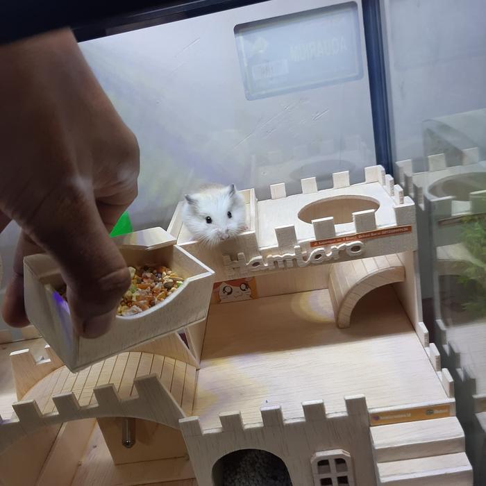 TERARIUM kandang hamster Besar dan Lucu mewah dan fullset