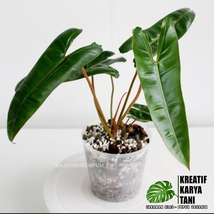 Serasiinspace Tanaman Hias Philodendron Bilitiae Kabel Busi - Kabel Busi Original
