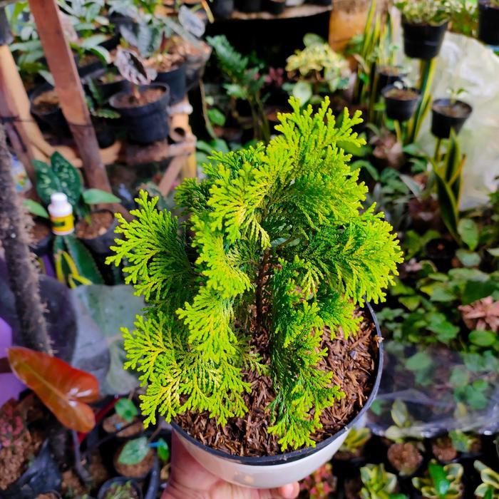 Bonsai Cemara kipas bonsai alami bahan karakter