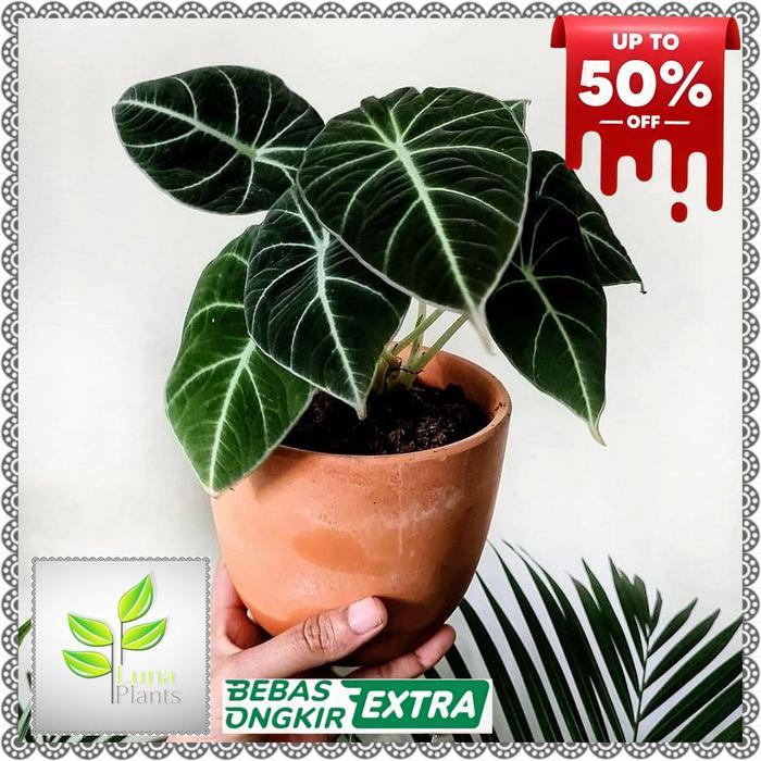tanaman hias alocasia black velvet - alocasia black velvet