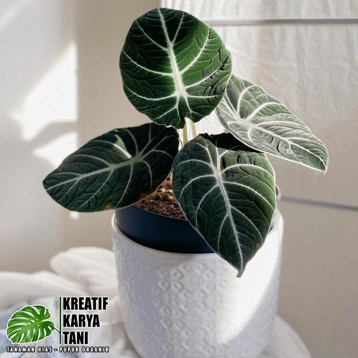 Tanaman hias alocasia black velvet - Alocasia black velvet