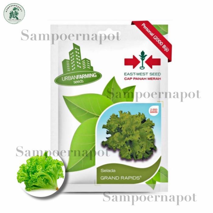 benih bibit selada grand rapids cap panah merah - SELADA GRAND RAPIDS