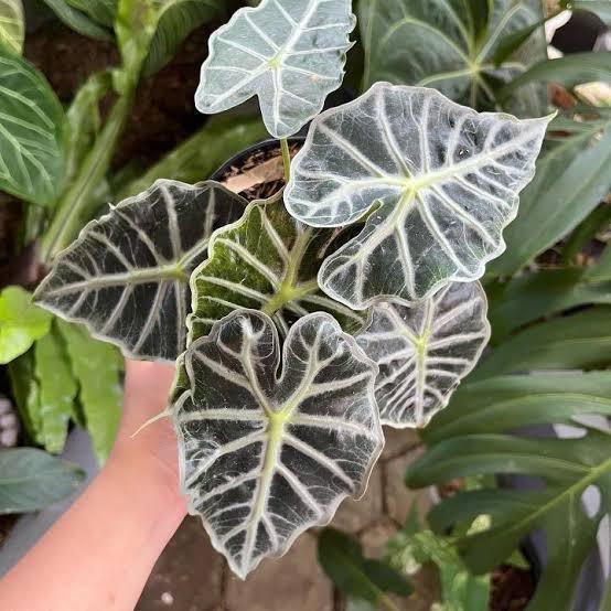 Tanaman Hias Alocasia Parasol Tanaman Hidup Caladium Alokasia Parasoll