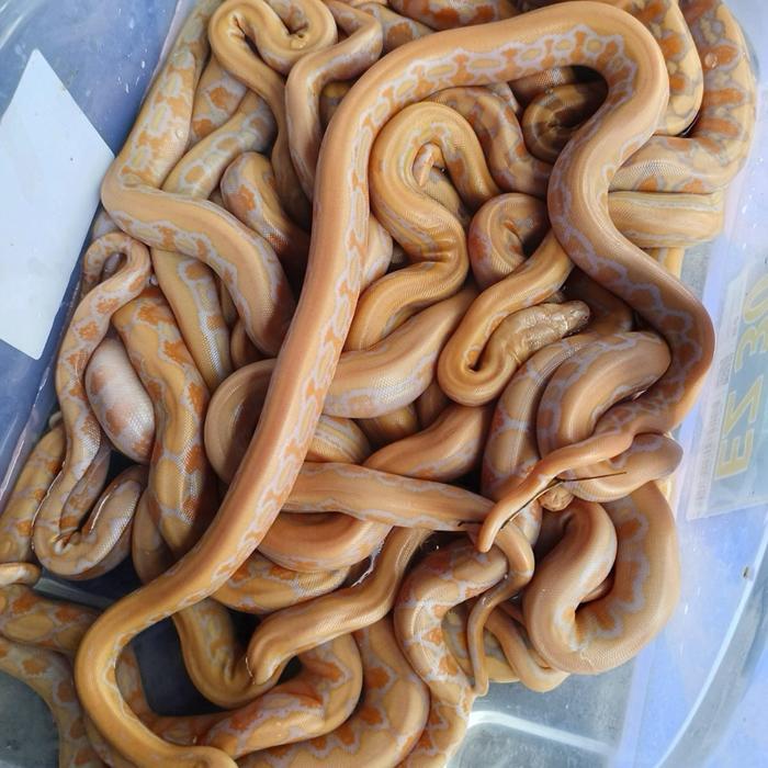 RETICULATUS ALBINO LAVENDER PROMO