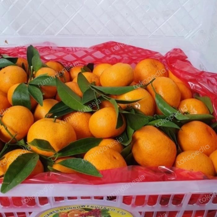 Jeruk Santang Daun / Jeruk Santang Daun Mandarin Pasti Diskon