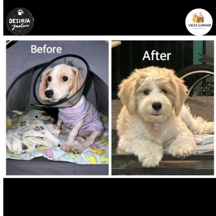 Promo Shampo Anti Jamur Shampo Anak Kosan Anti Jamur Ampuh Kucing Anjing / Scabies / Demodex /