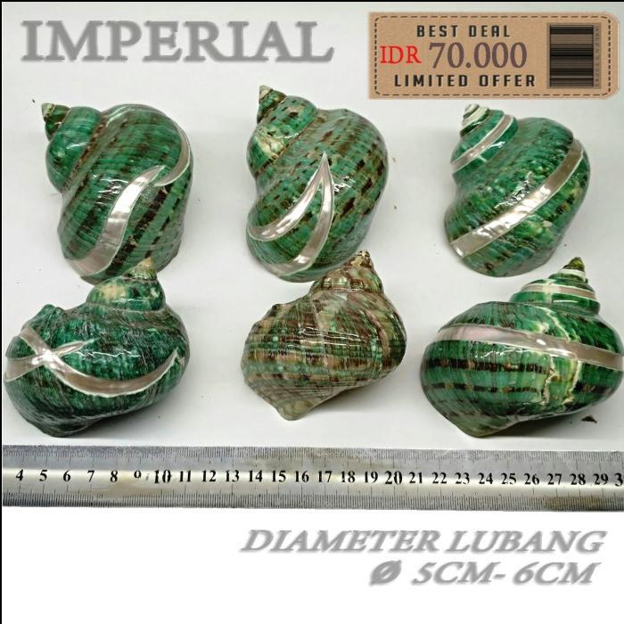 Stok Baru T Sarmaticus shell cangkang rumah kelomang umang umang pompongan keong