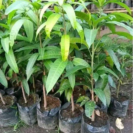 "New" [COD] BIBIT MANGGA KIOJAY BIBIT MANGGA JUMBO KIOJAY OKULASI