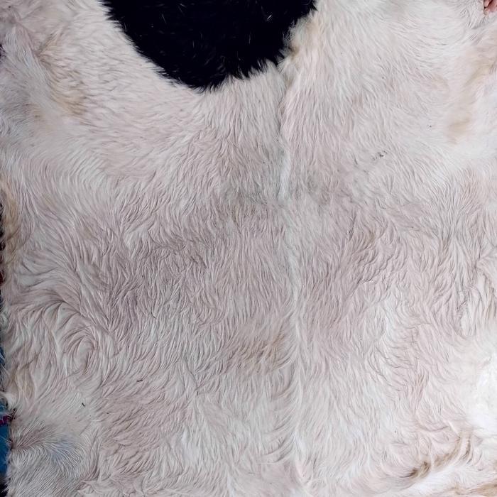 kulit kambing kering ukuran super jumbo buat gendang/bedug