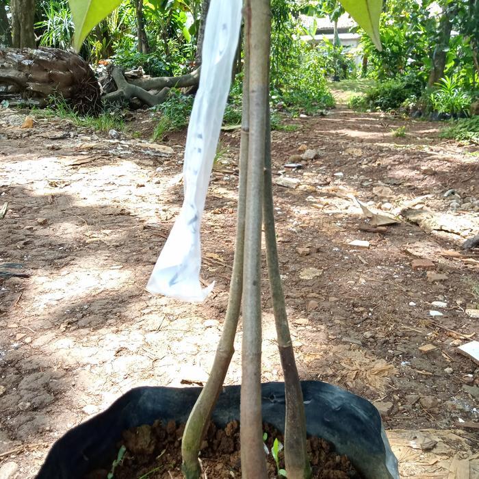 tanaman pohon buah duren musangking