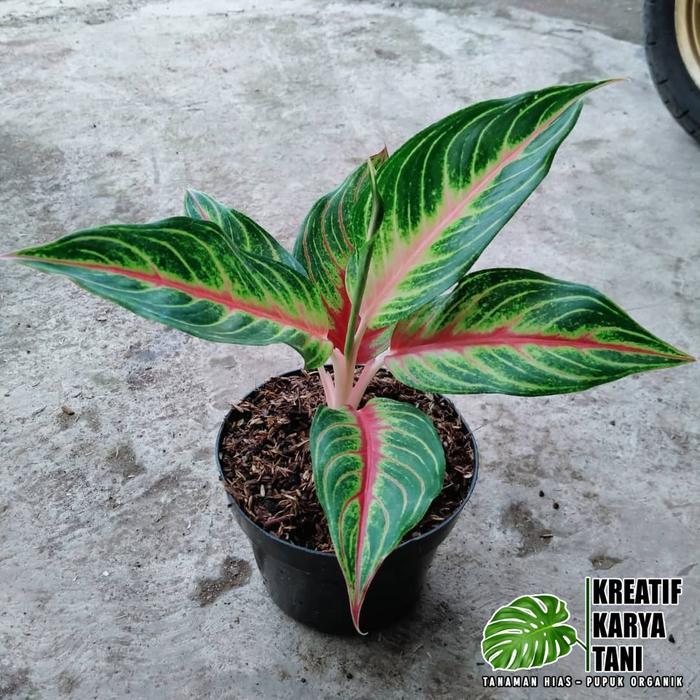 Tanaman hias aglonema red sunset - Aglonema red sunset