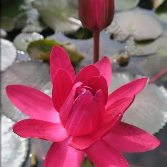 tanaman teratai air tanaman air tanaman teratai