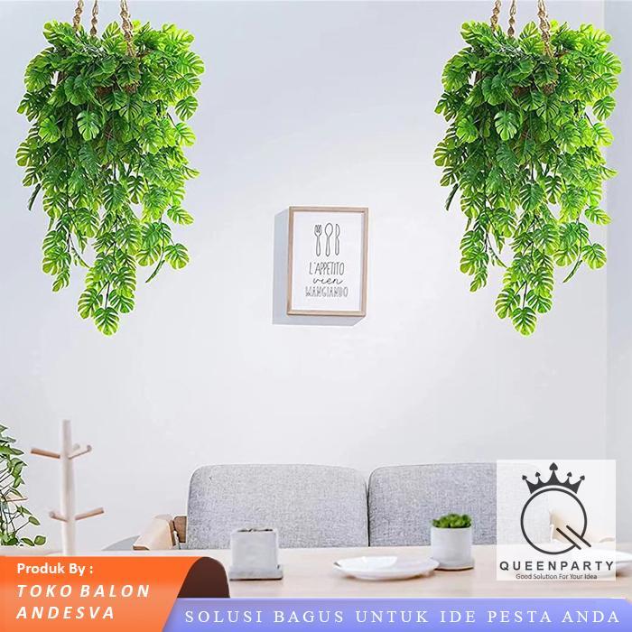 Daun Juntai Monstera / Daun Rambat Monstera / Daun Monstera Gantung / Daun julur Monstera